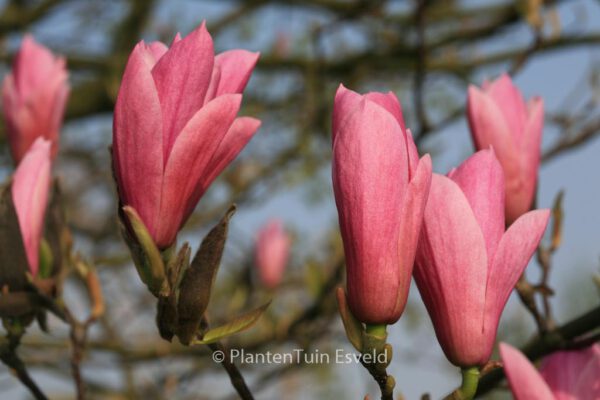 Magnolia 'Heaven Scent' – Bild 3