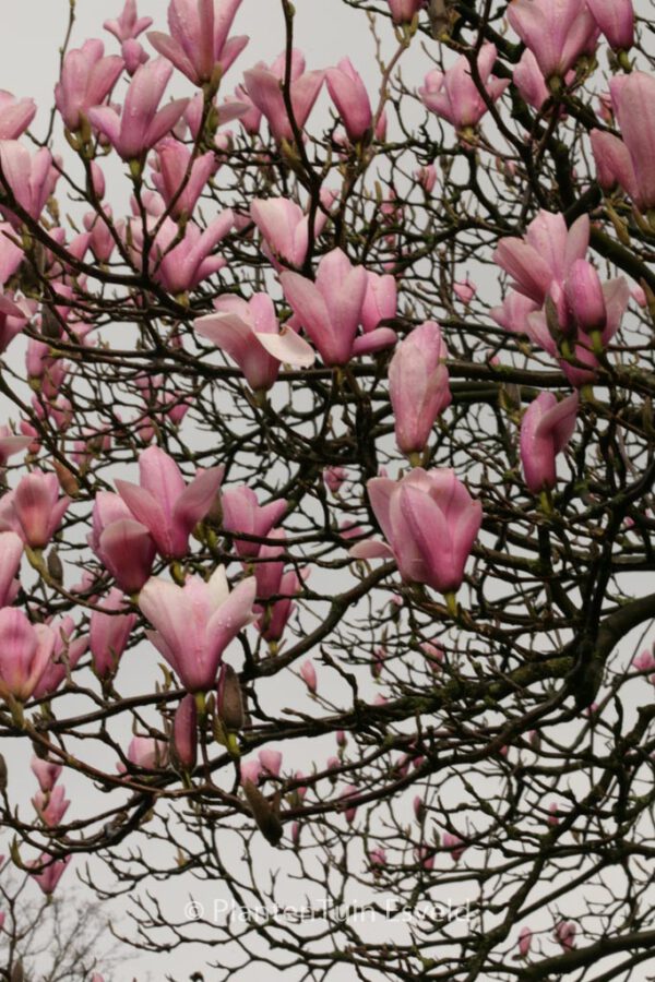 Magnolia 'Heaven Scent' – Bild 5