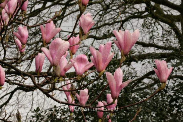 Magnolia 'Heaven Scent' – Bild 6