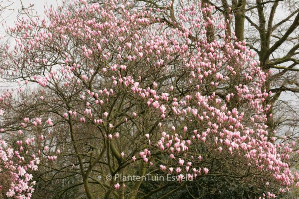 Magnolia 'Heaven Scent' – Bild 7