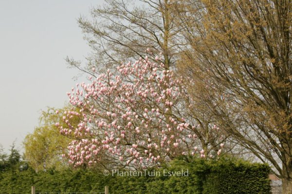Magnolia 'Heaven Scent' – Bild 8