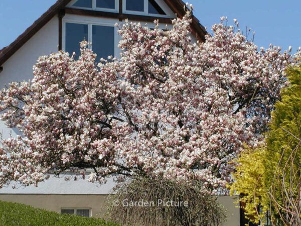 Magnolia soulangeana – Bild 2