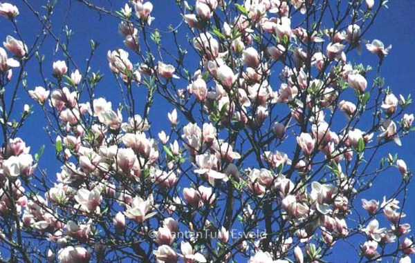 Magnolia soulangeana – Bild 3