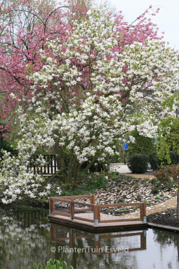 Magnolia soulangeana – Bild 5