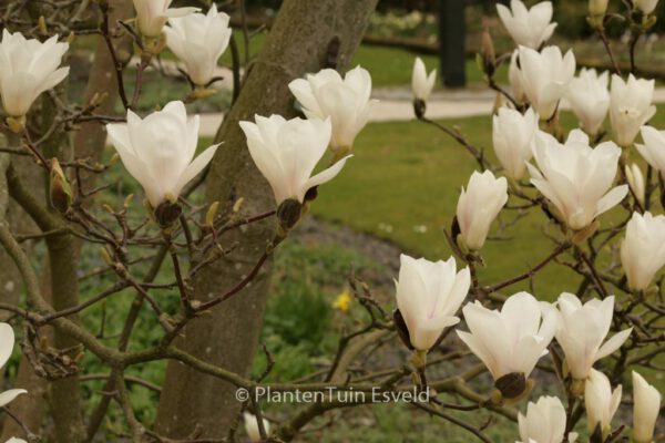 Magnolia soulangeana – Bild 6