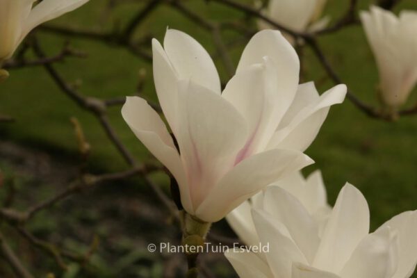 Magnolia soulangeana – Bild 7