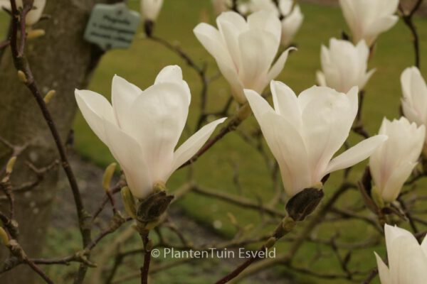Magnolia soulangeana – Bild 8
