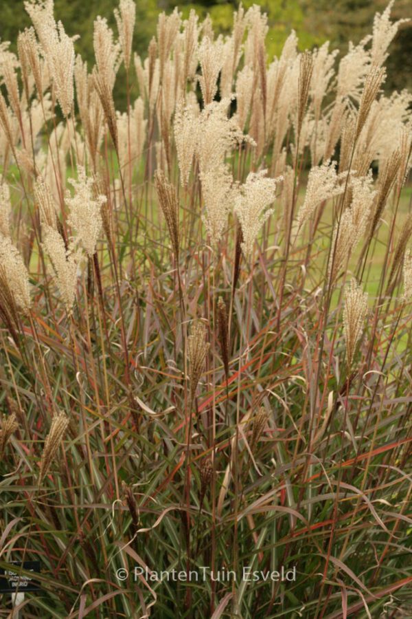 Miscanthus sinensis 'Dronning Ingrid' – Bild 2