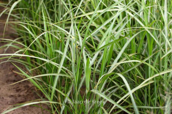 Miscanthus sinensis 'Dronning Ingrid' – Bild 3