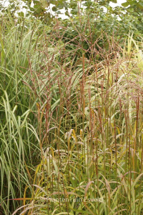 Miscanthus sinensis 'Ghana' – Bild 2