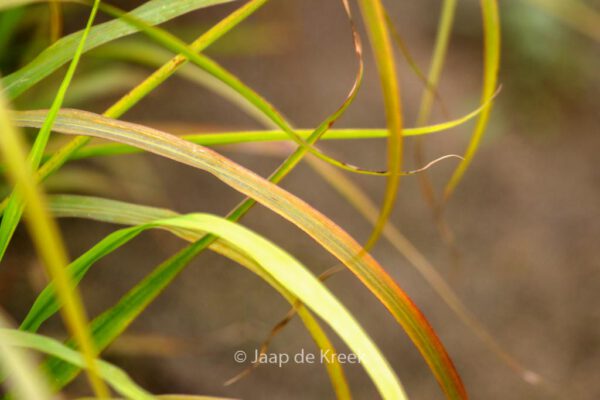 Miscanthus sinensis 'Ghana' – Bild 5