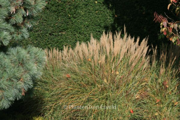 Miscanthus sinensis 'Rotsilber' – Bild 2