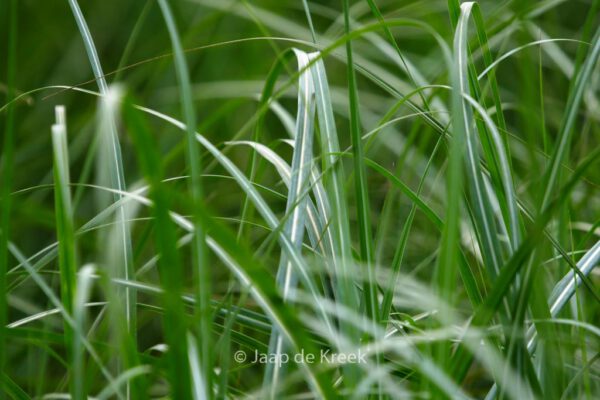 Miscanthus sinensis 'Rotsilber' – Bild 3