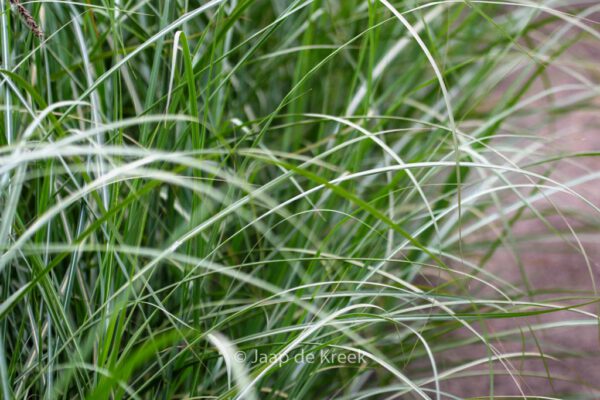 Miscanthus sinensis 'Rotsilber' – Bild 4