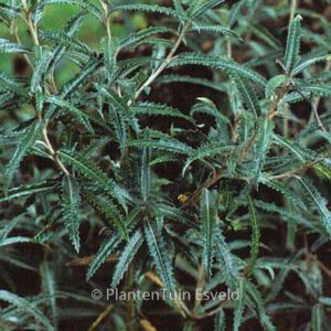 Olearia mollis 'Zennoriensis'