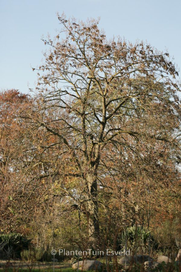 Paulownia tomentosa – Bild 7