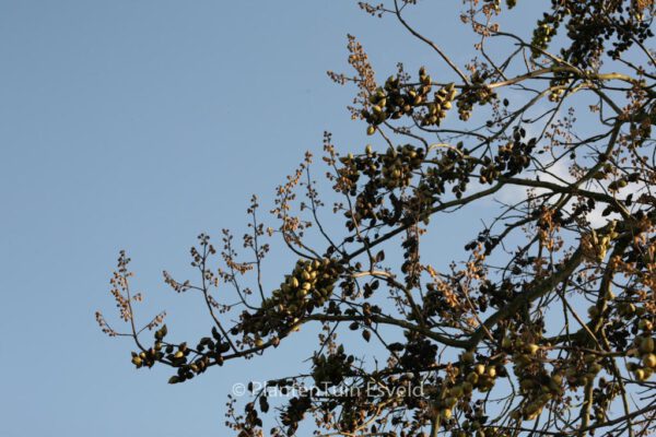 Paulownia tomentosa – Bild 8