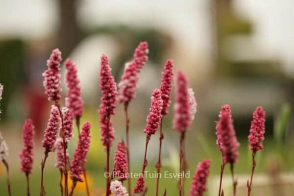 Persicaria affinis 'Darjeeling Red' – Bild 3