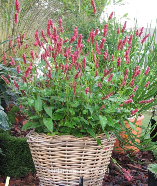 Persicaria affinis 'Darjeeling Red' – Bild 4