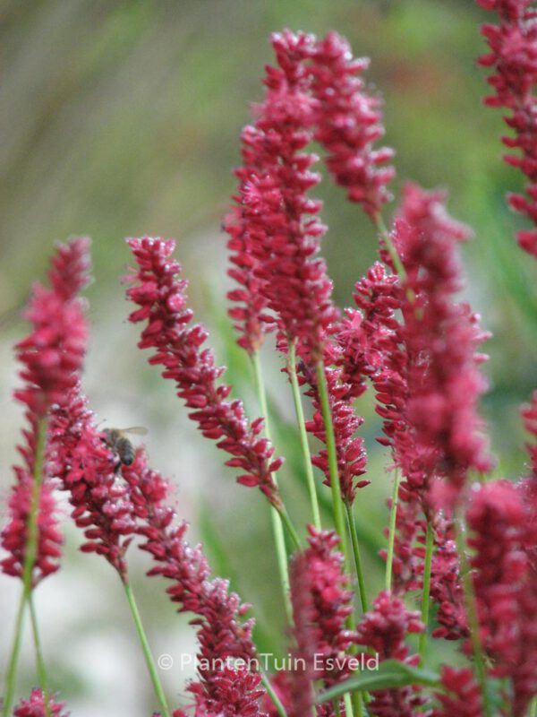 Persicaria affinis 'Darjeeling Red' – Bild 5