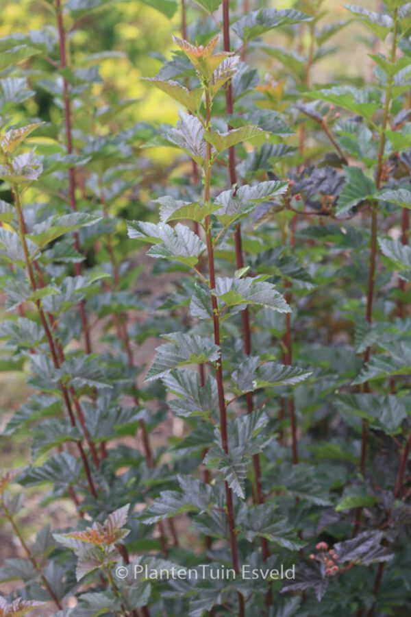 Physocarpus opulifolius 'Red Baron' – Bild 2