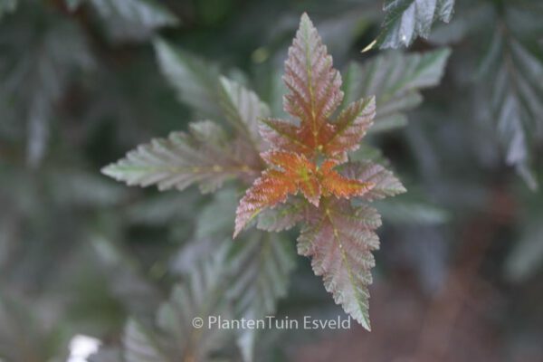 Physocarpus opulifolius 'Red Baron'