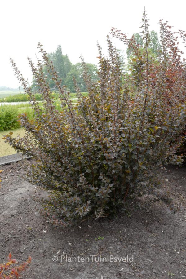Physocarpus opulifolius 'Smpotw' (TINY WINE) – Bild 2
