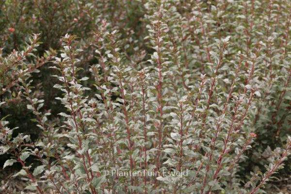 Physocarpus opulifolius 'Smpotw' (TINY WINE)