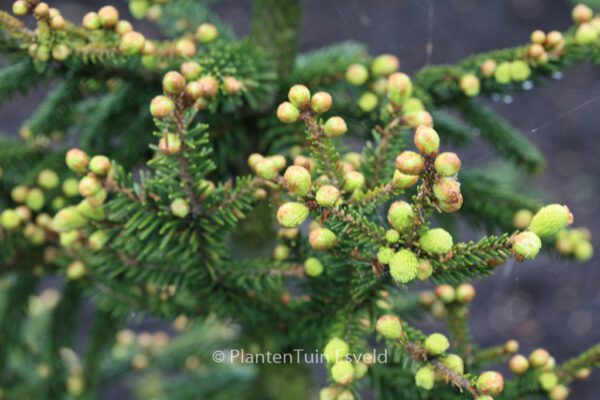Picea orientalis 'Aureospicata' – Bild 2