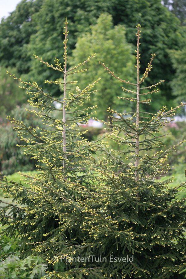 Picea orientalis 'Aureospicata' – Bild 3