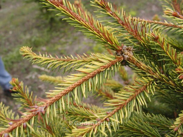Picea orientalis 'Aureospicata' – Bild 4