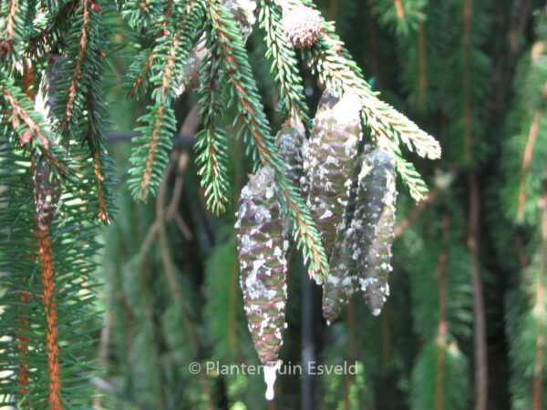 Picea orientalis 'Aureospicata' – Bild 5