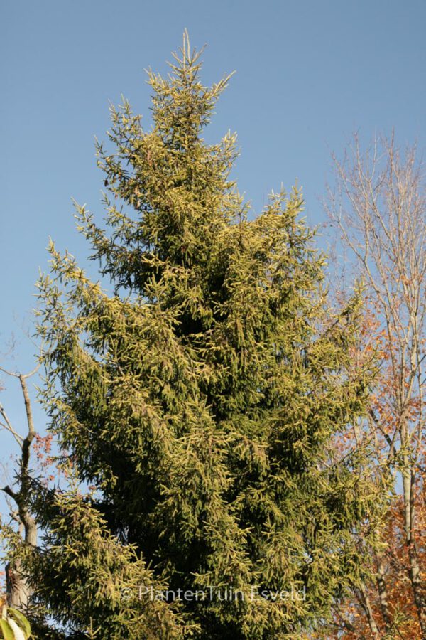 Picea orientalis 'Aureospicata' – Bild 6