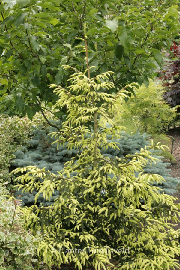 Picea orientalis 'Aureospicata' – Bild 7