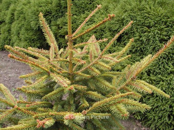 Picea orientalis 'Aureospicata' – Bild 8