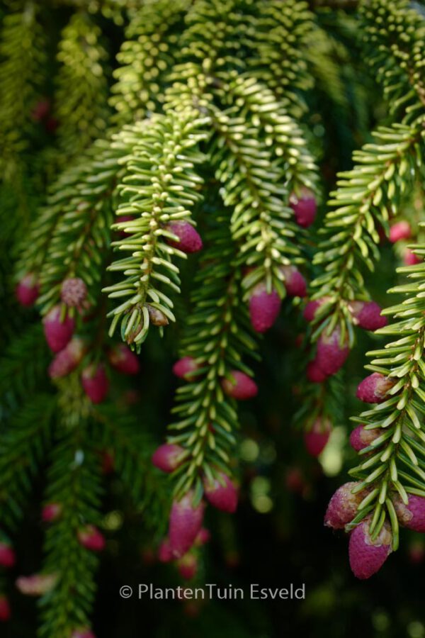 Picea orientalis 'Aureospicata'