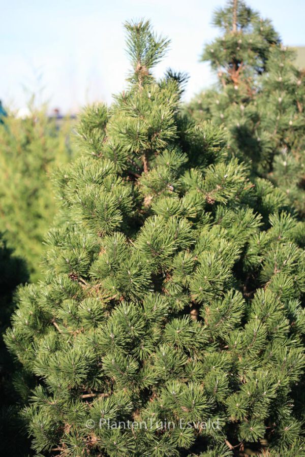 Pinus mugo 'Gnom' – Bild 2