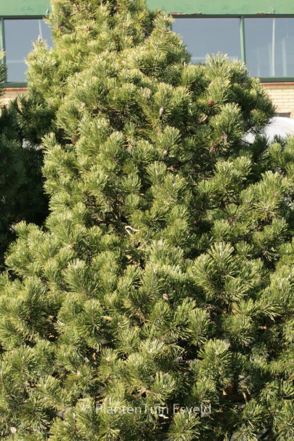 Pinus mugo 'Gnom'