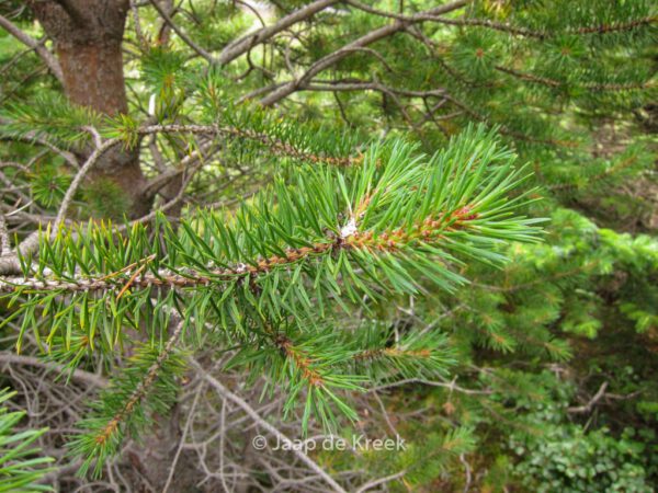 Pinus sylvestris – Bild 6