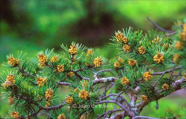 Pinus sylvestris – Bild 7