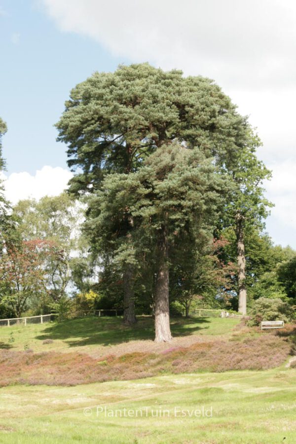 Pinus sylvestris – Bild 8
