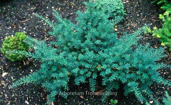 Podocarpus lawrencii 'Blue Gem'