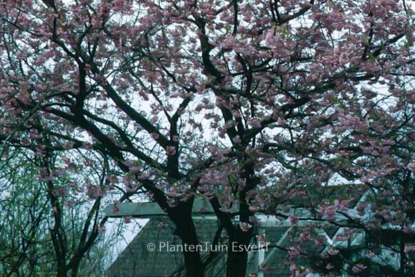 Prunus 'Accolade' – Bild 3