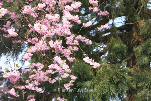 Prunus 'Accolade' – Bild 5