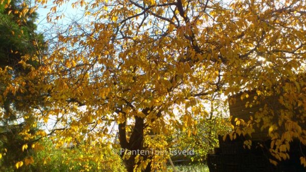 Prunus 'Accolade' – Bild 7