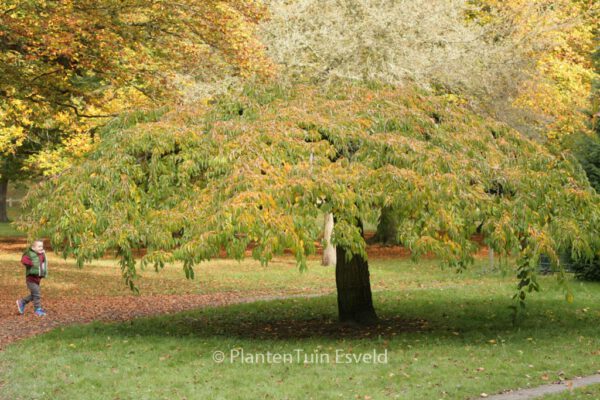 Prunus 'Kiku-shidare-zakura' – Bild 4