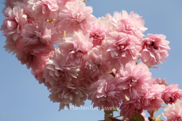 Prunus 'Kiku-shidare-zakura'