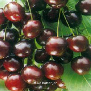 Prunus avium 'Sweetheart'
