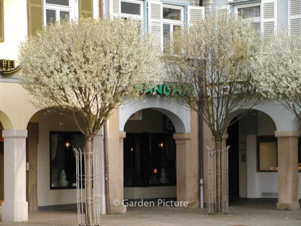 Prunus eminens 'Umbraculifera' – Bild 2