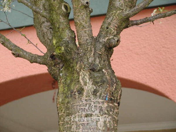 Prunus eminens 'Umbraculifera' – Bild 3